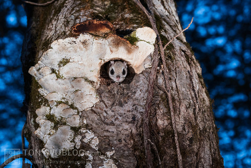 japanese dwarf flying squirrel at dusk 202002 17269