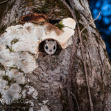 japanese dwarf flying squirrel at dusk 202002 17269