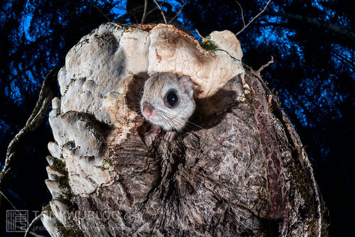 japanese dwarf flying squirrel emerging from nest 202002 17153.jpg