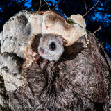 japanese dwarf flying squirrel emerging from nest 202002 17153