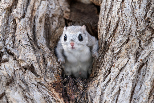 japanese dwarf flying squirrel male 202002 13492.jpg