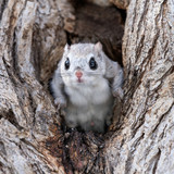 japanese dwarf flying squirrel male 202002 13492