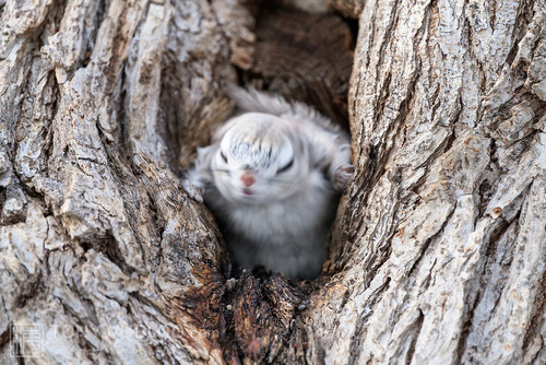 japanese dwarf flying squirrel 202002 13366.jpg