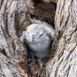 japanese dwarf flying squirrel 202002 13366