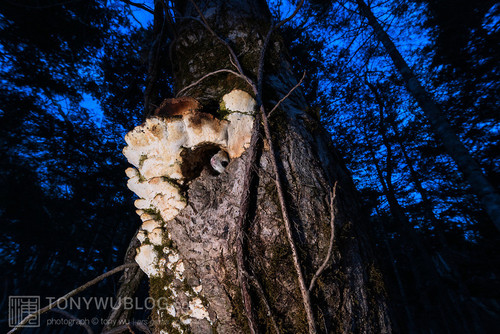 japanese dwarf flying squirrel at dusk 202002 16883.jpg