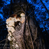 japanese dwarf flying squirrel at dusk 202002 16883