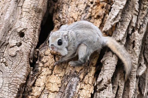 japanese dwarf flying squirrel 202002 16079.jpg