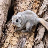 japanese dwarf flying squirrel 202002 16079