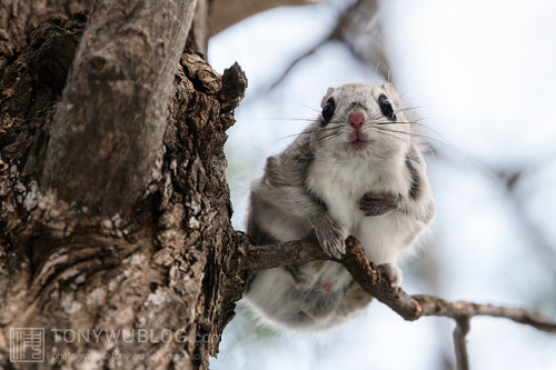 japanese dwarf flying squirrel male 202002 15297.jpg