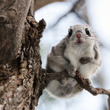 japanese dwarf flying squirrel male 202002 15297