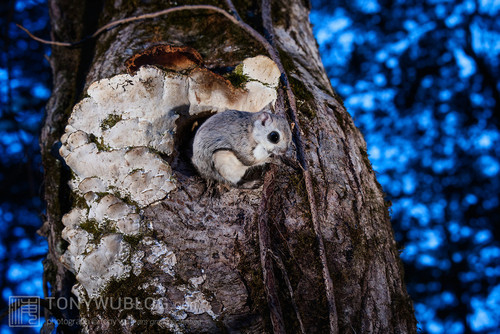 japanese dwarf flying squirrel at dusk 202002 17293.jpg