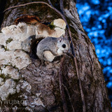 japanese dwarf flying squirrel at dusk 202002 17293