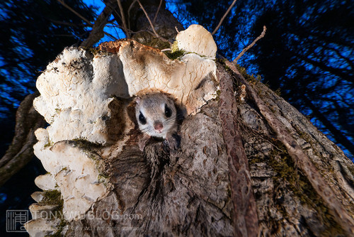 japanese dwarf flying squirrel at dusk 202002 17050