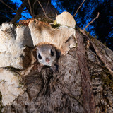 japanese dwarf flying squirrel at dusk 202002 17050