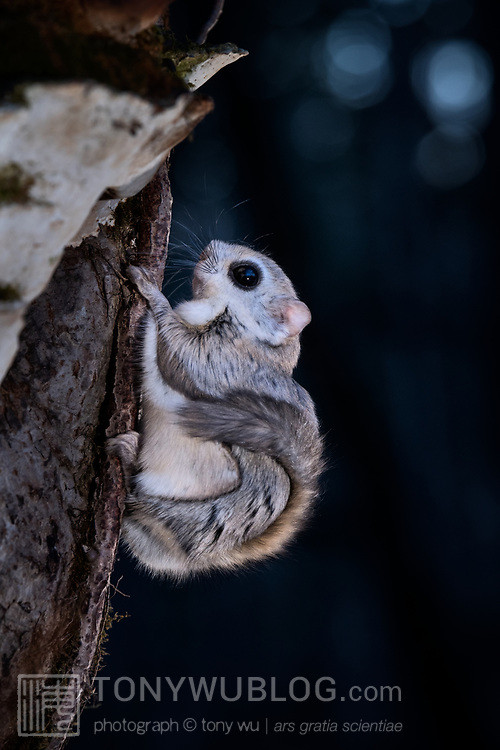 japanese dwarf flying squirrel 202002 17281.jpg