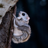 japanese dwarf flying squirrel 202002 17281
