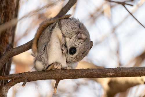 japanese dwarf flying squirrel grooming 202002 13873.jpg