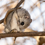 japanese dwarf flying squirrel grooming 202002 13873