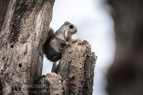 japanese dwarf flying squirrel 202002 16045.jpg