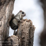 japanese dwarf flying squirrel 202002 16045