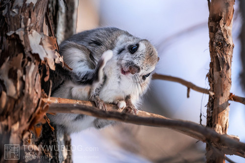 pteromys volans orii flying squirrel japan 202202 15480.jpg