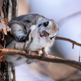 pteromys volans orii flying squirrel japan 202202 15480