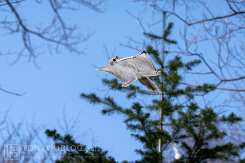 pteromys volans orii flying squirrel japan 202202 20041.jpg