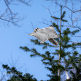 pteromys volans orii flying squirrel japan 202202 20041