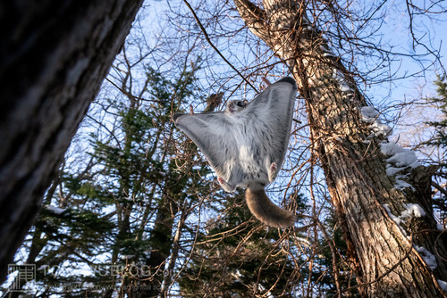 pteromys volans orii flying squirrel japan 202202 16021.jpg
