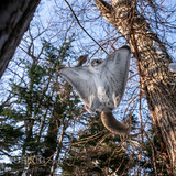 pteromys volans orii flying squirrel japan 202202 16021