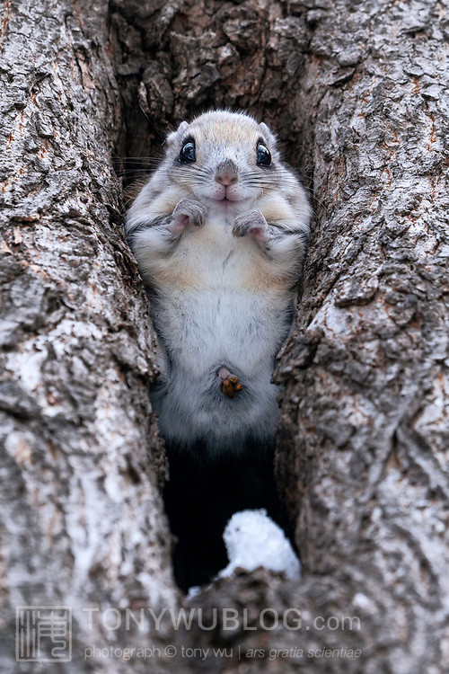 pteromys volans orii flying squirrel japan 202202 12179.jpg