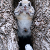 pteromys volans orii flying squirrel japan 202202 12179