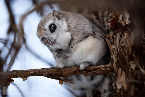 pteromys volans orii flying squirrel japan 202202 11908