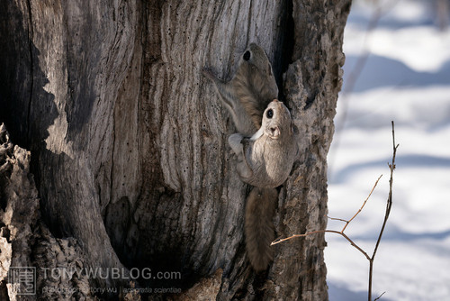 pteromys volans orii flying squirrel japan 202202 18563.jpg