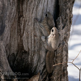 pteromys volans orii flying squirrel japan 202202 18563