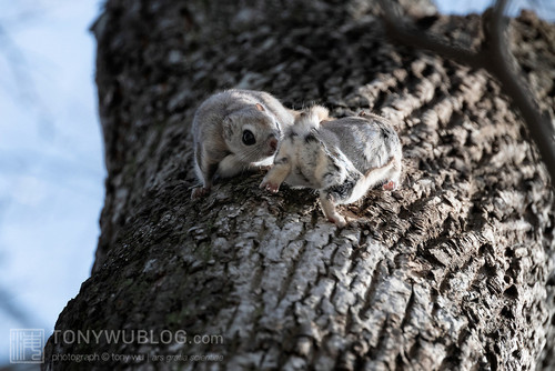 pteromys volans orii flying squirrel reproduction japan 202103 3386.jpg