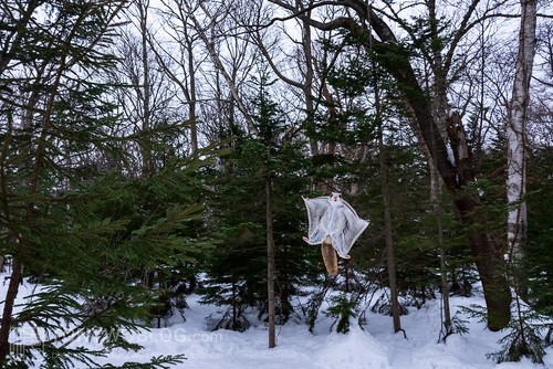 pteromys volans orii flying squirrel japan 202202 14966.jpg
