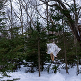 pteromys volans orii flying squirrel japan 202202 14966