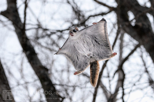 pteromys volans orii flying squirrel japan 202202 11948.jpg