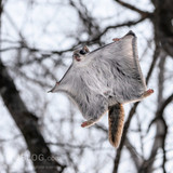 pteromys volans orii flying squirrel japan 202202 11948