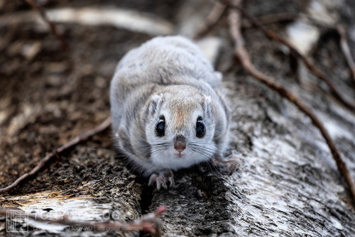 pteromys volans orii flying squirrel japan 202202 20424
