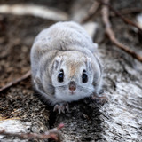 pteromys volans orii flying squirrel japan 202202 20424