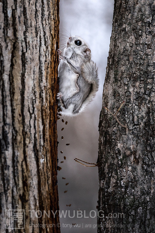 pteromys volans orii flying squirrel japan 202202 16535.jpg