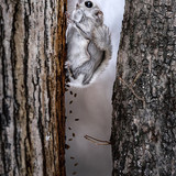 pteromys volans orii flying squirrel japan 202202 16535