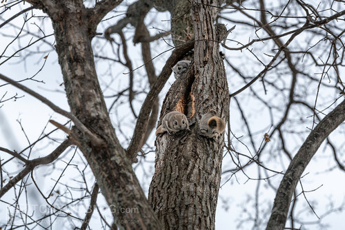 pteromys volans orii flying squirrel reproductive competition japan 202103 2968.jpg