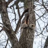 pteromys volans orii flying squirrel reproductive competition japan 202103 2968