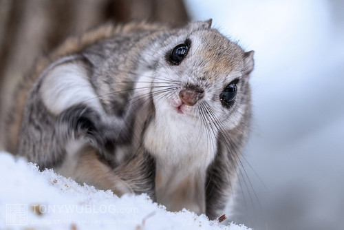 pteromys volans orii flying squirrel japan 202202 07316.jpg