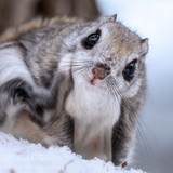 pteromys volans orii flying squirrel japan 202202 07316