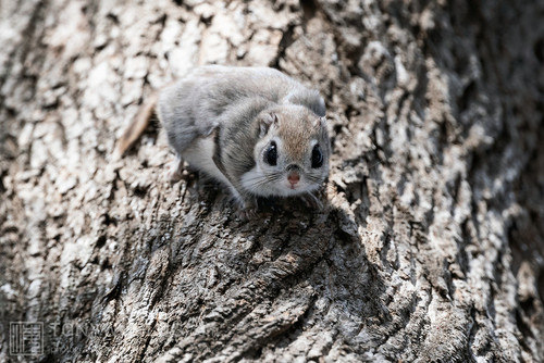 pteromys volans orii flying squirrel japan 202103 3487