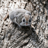 pteromys volans orii flying squirrel japan 202103 3487